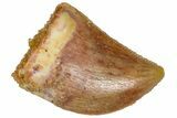 Serrated, Baby Carcharodontosaurus Tooth - Morocco #361026-1